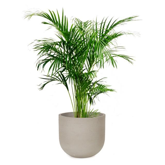 アレカヤシ 8号 ソンク ユーポットミドル M 35 Www Purrworld Com