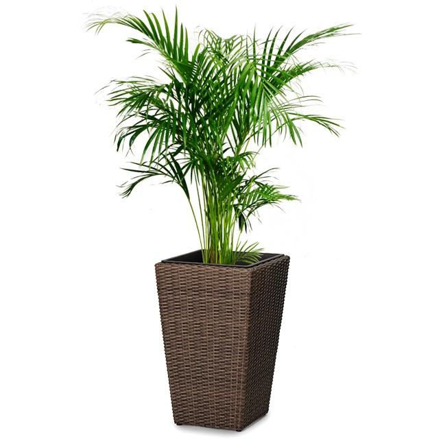 アレカヤシ 8号 ウィッカーポット スクエアロング (OTタイプ) L 57