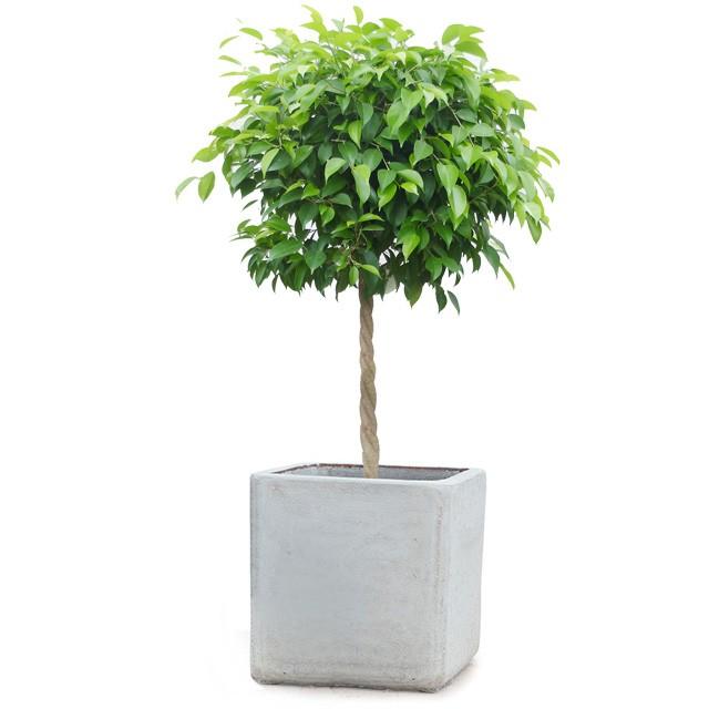 ベンジャミン8号 アビスソニア キューブ M 12 Purrworld Com