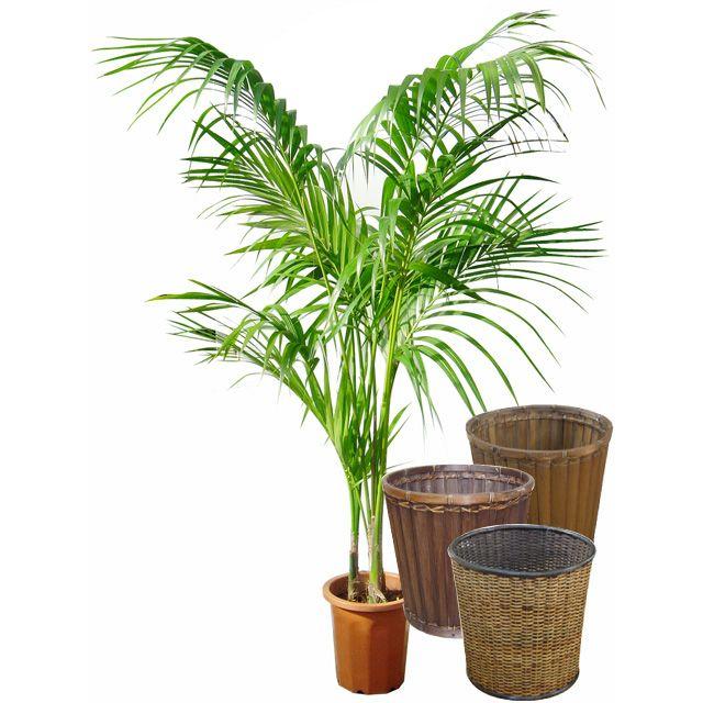 ケンチャヤシ 10号サイズ