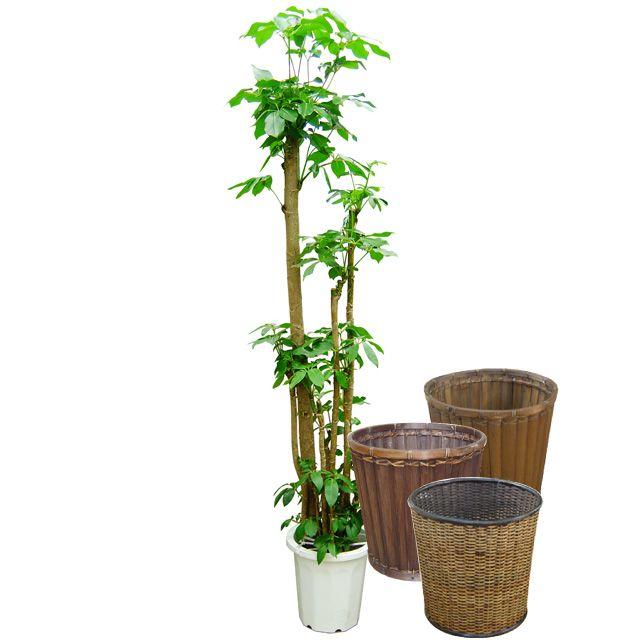 ブラッサイア　朴物　10号サイズ【バスケット（鉢カバー）付き】