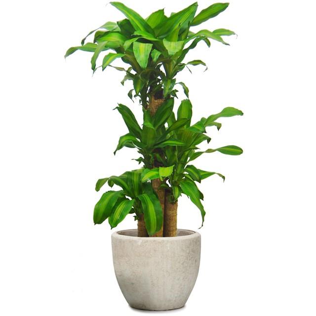 国産 ドラセナ マッサンゲアナ 幸福の木 8号 アビスソニア ミドル M 12 本店は Www Faep Net