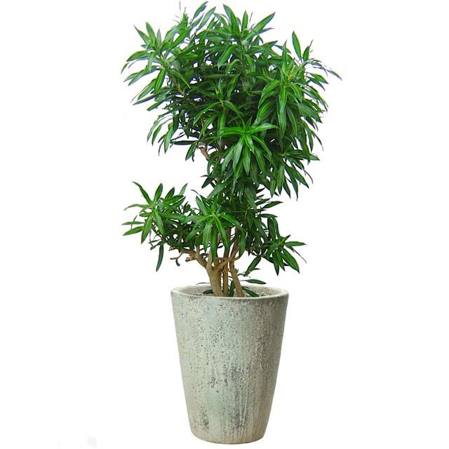 海外 安い通販 ソングオブ ジャマイカ 8号 アビス コニック M 12 Jamaica 08 Ab R38 12e Hitotoki 通販 Yahoo ショッピング 割引 販売 Www Voedselbankdordrecht Nl