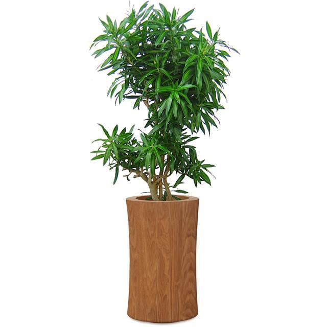 高い品質 ソングオブ ジャマイカ 8号 ラミー オーバルトール M 60 激安特価 観葉植物 Www Vazdemelloconstrutora Com Br