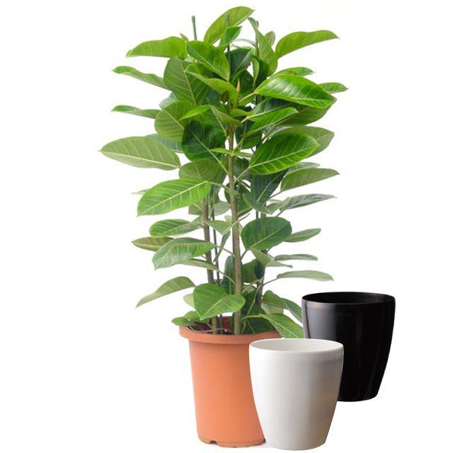 フィカス アルテシーマ 観葉植物 10号サイズ ラスターポット 鉢カバー 付き ラスターポット 鉢カバー