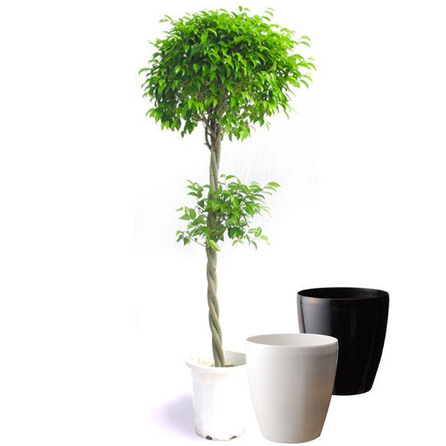 フィカス・ベンジャミナ（スタンダード仕立て）