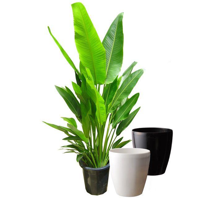 旅人の木A級品3節