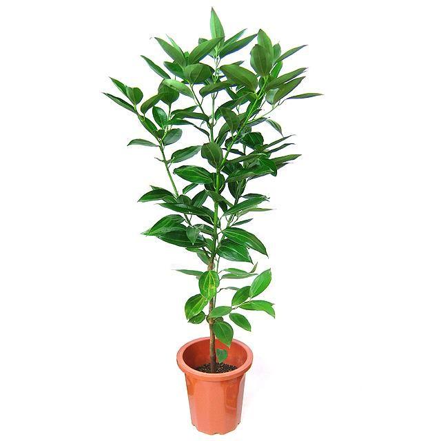 シナモンの木 Mp0170 Hitotoki 通販 Yahoo ショッピング