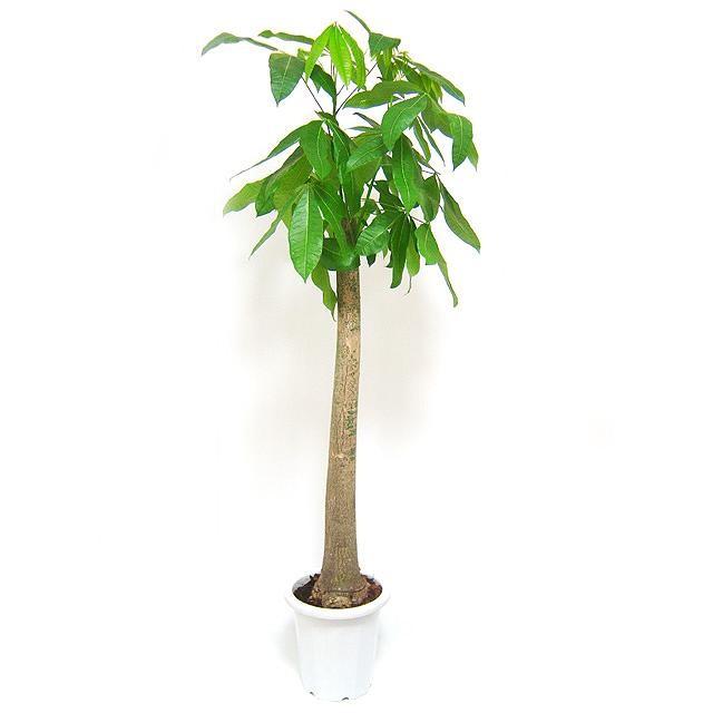 人気商品 パキラ 朴タイプ 10号 copper-tip.ca
