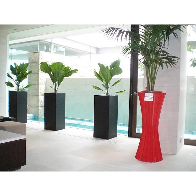 ウチワヤシ Mp0193 Hitotoki 通販 Yahoo ショッピング