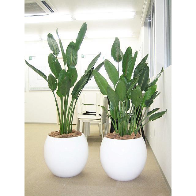 ストレリチア レギネ 10号 観葉植物 本物 大型 プレゼント お祝い 育て  