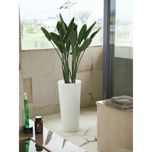 ストレリチア レギネ 10号 観葉植物 本物 大型 プレゼント お祝い 育て  