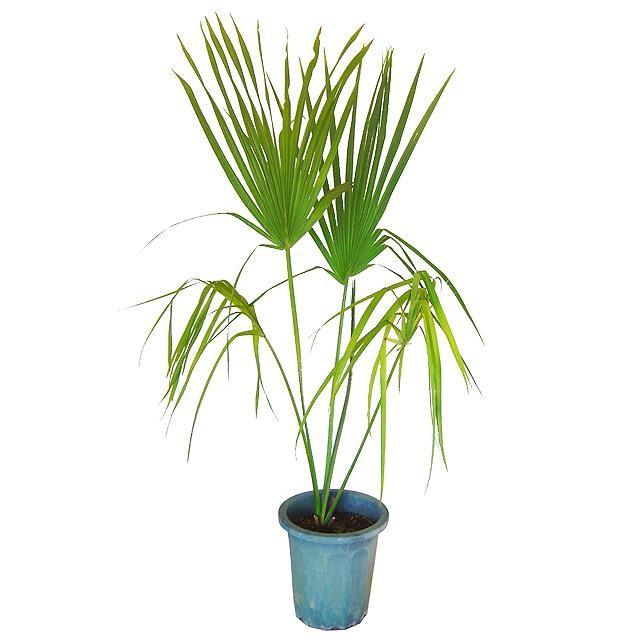 サバルヤシ サバル メキシカーナ 観葉植物 本物 大型 ヤシ プレゼント  