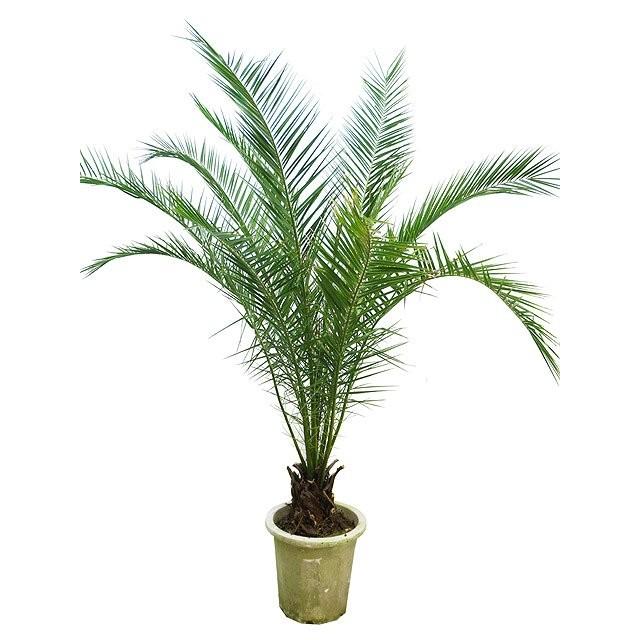 カナリーヤシ 12号サイズ