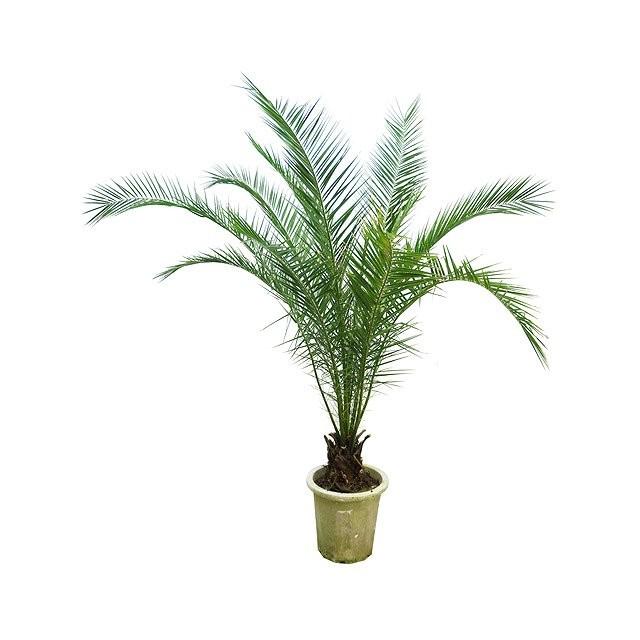 カナリーヤシ 12号サイズ 