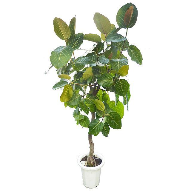 フィカス ブラウン ８号サイズ Www Balyem Com Tr