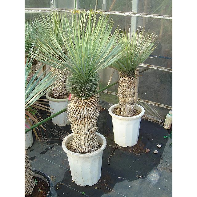 ユッカ・ロストラータ ユッカ ロストラータ