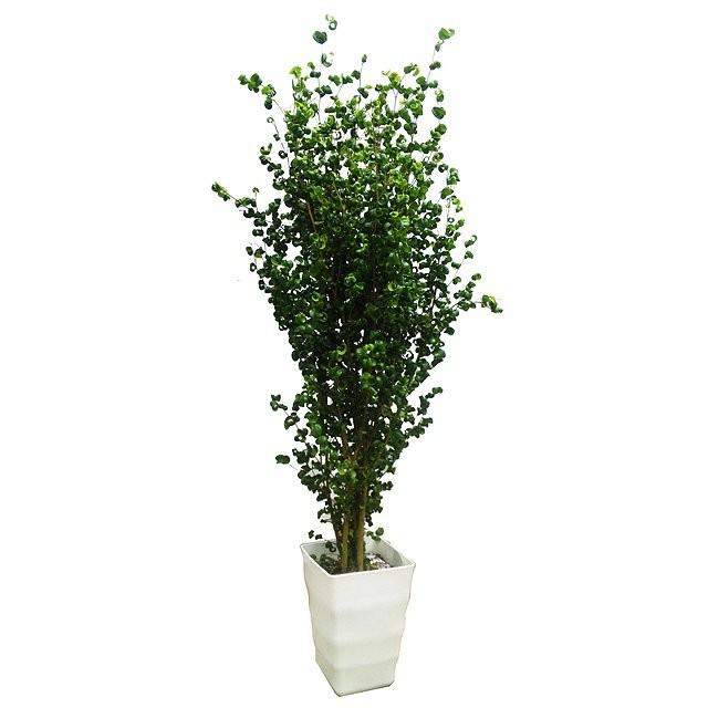 超大特価 ベンジャミン バロック お歳暮 M Mahdi Net