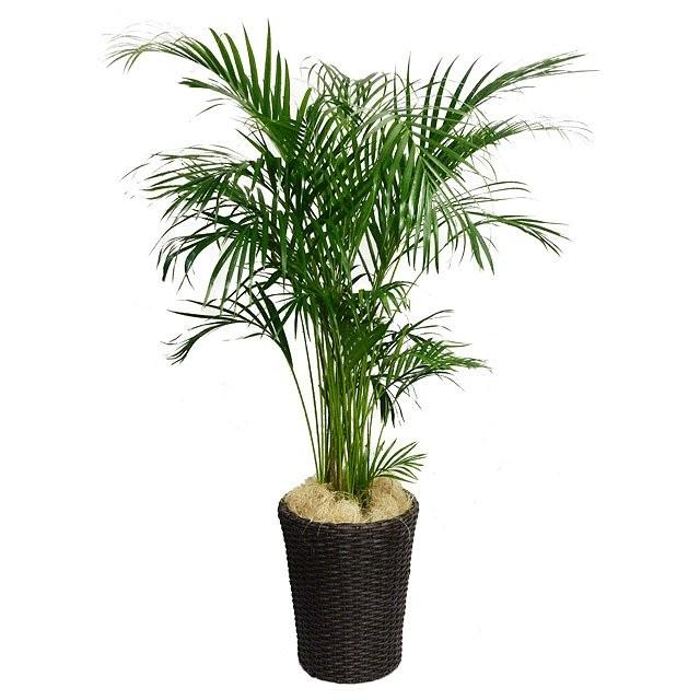 観葉植物（アレカヤシ）