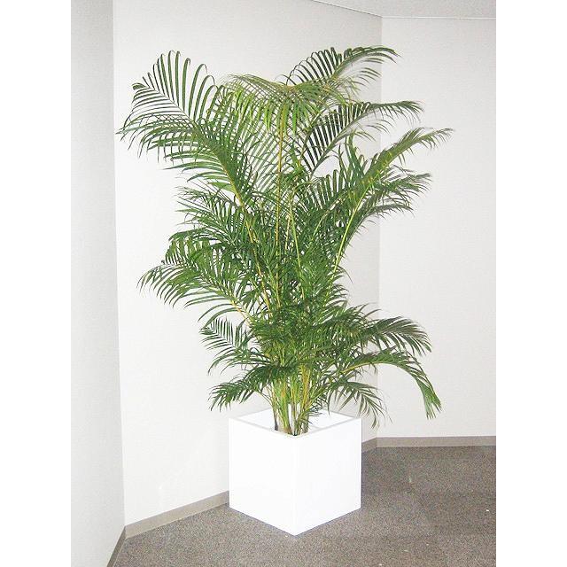 94 以上節約 アレカヤシ 8号サイズ Wantannas Go Id