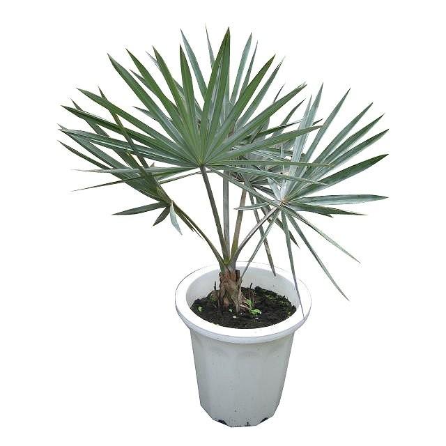 ビスマルクヤシ(ビスマルキア・ノビリス )