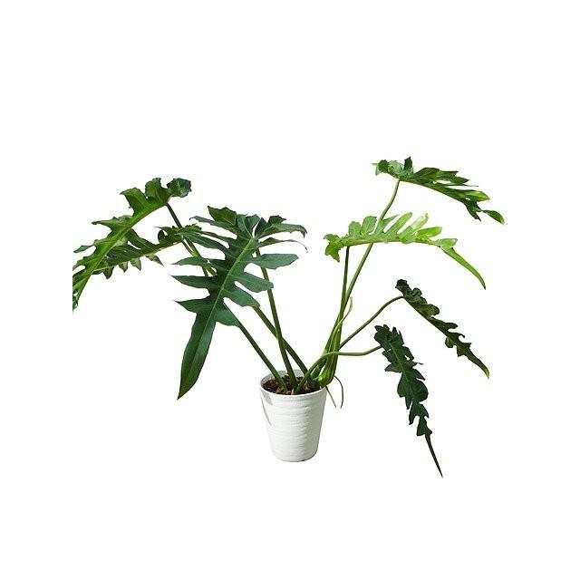 深く切れ込みのある大きな葉がかっこいい観葉植物です ギガランキングｊｐ