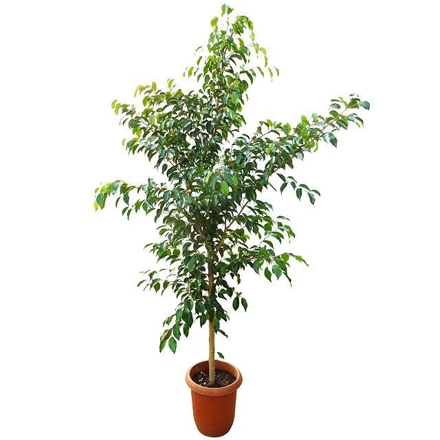 ベンジャミナ・テリバ　ボサ仕立て