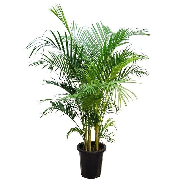 特売 アレカヤシ 10号サイズ Type2