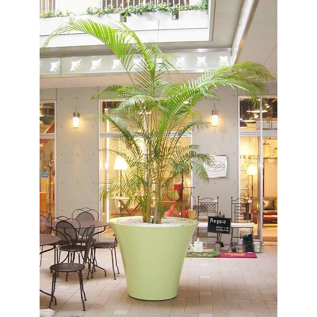 本日特価 アレカヤシ 10号サイズ Type2 Whitesforracialequity Org