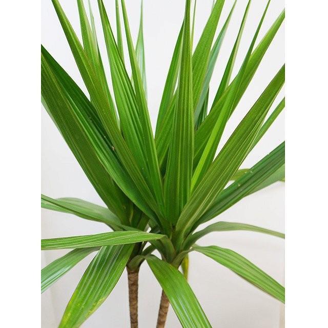 お買い得！ ドラセナ・モーリシャス 【C1970885960】(10058円)