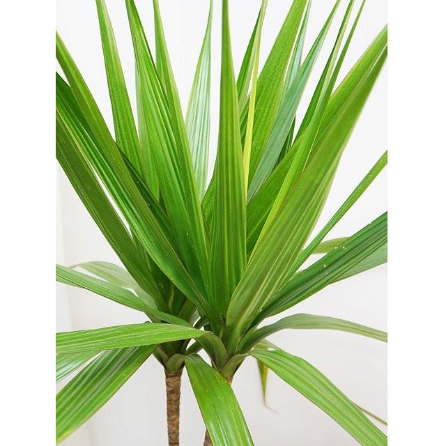 お買い得！ ドラセナ・モーリシャス 【C1970885960】(10058円)