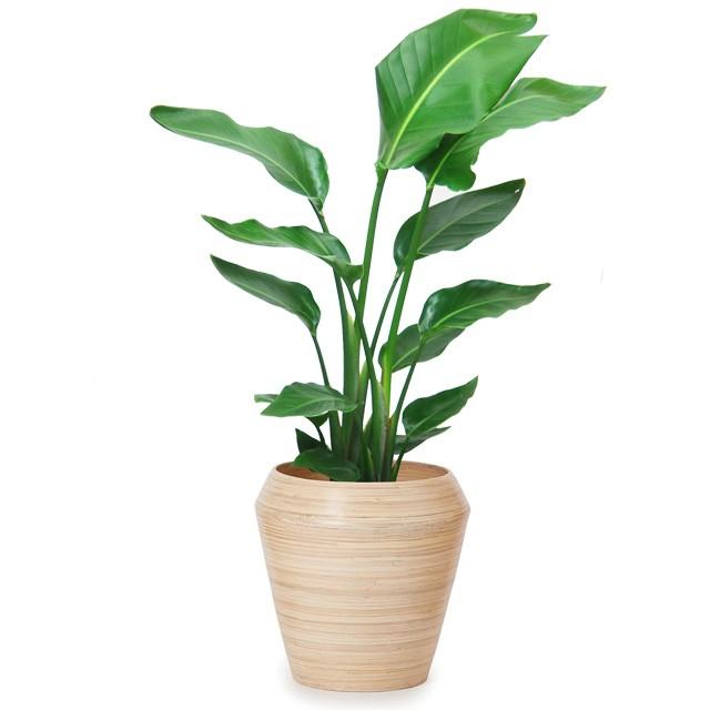 オーガスタ 8号 アルマ ミドル M 33