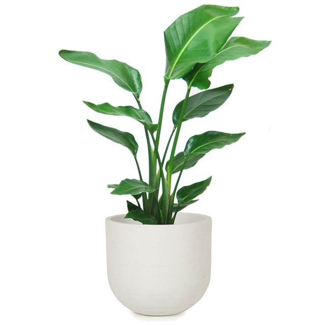 オーガスタ 8号 ソンク ユーポットミドル M 35