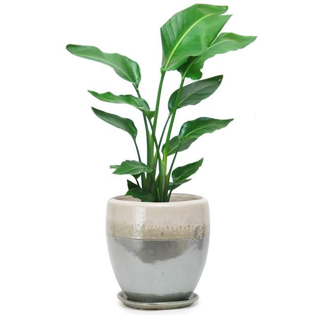 オーガスタ 8号 ビトロ ドゥオ 受け皿付き M 12