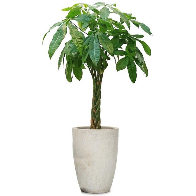 パキラ8号 アビスソニア トール M 12