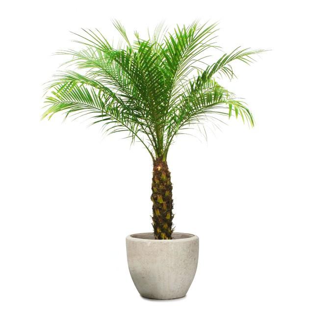 フェニックス ロベレニー8号 アビスソニア ミドル M 12 お得