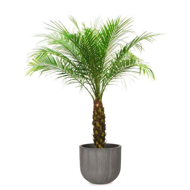 フェニックス・ロベレニー8号 ソンク ユーポットミドル M 35