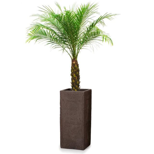 フェニックス・ロベレニー8号 トリコ 913 L 70 観葉植物 フェニックス