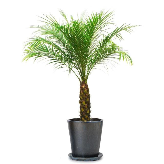 64 以上節約 フェニックス ロベレニー8号 ビトロ ドーセ 受け皿付き M 12