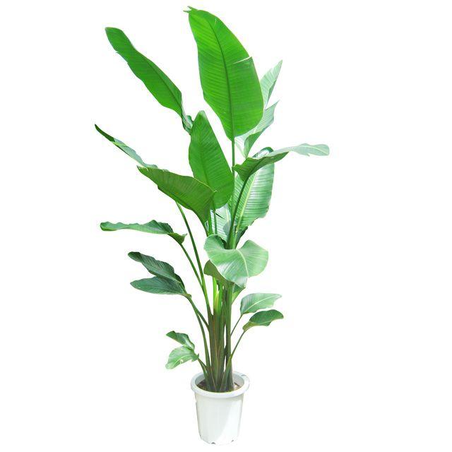 オーガスタ 10号サイズ