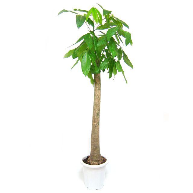 パキラ 10号 | 朴 観葉植物 朴タイプ プラスチック鉢 PLANT MAKIMO by