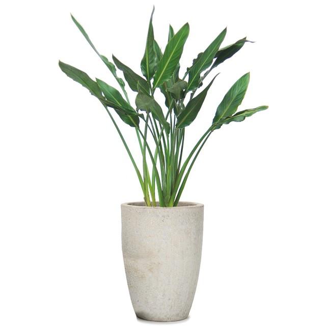 ストレリチア 8号 アビスソニア トール M 12