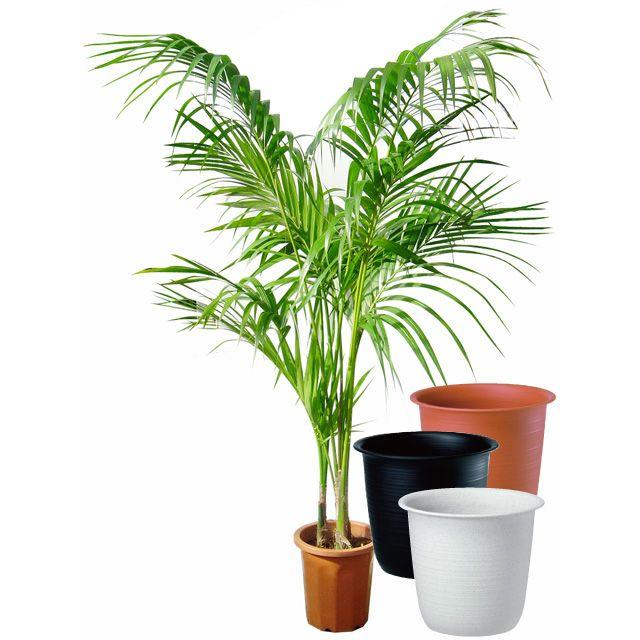 ケンチャヤシ 10号サイズ ツリーポット 鉢カバー 付き Fresnopianooutlet Com