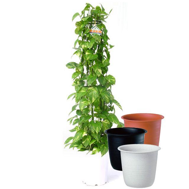 ポトス 10号サイズタワー仕立て ツリーポット 鉢カバー 付き Www Purrworld Com