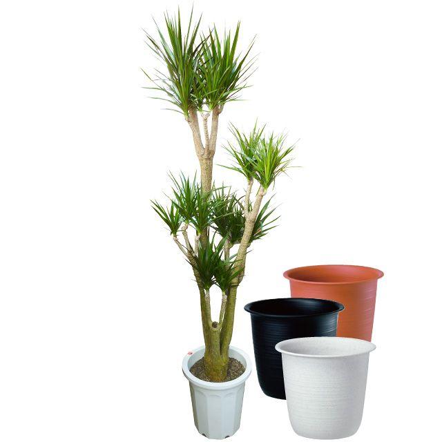 サロモンTITAN スノーボードブーツ 25.5cm BOA ENUMA EK80-X シールチェーン EK80-X 120L DCKJ