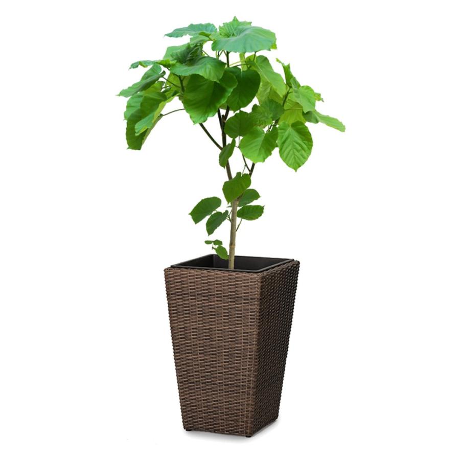 フィカス・ウンベラータ 8号 ウィッカーポット スクエアロング (OTタイプ) L 57
