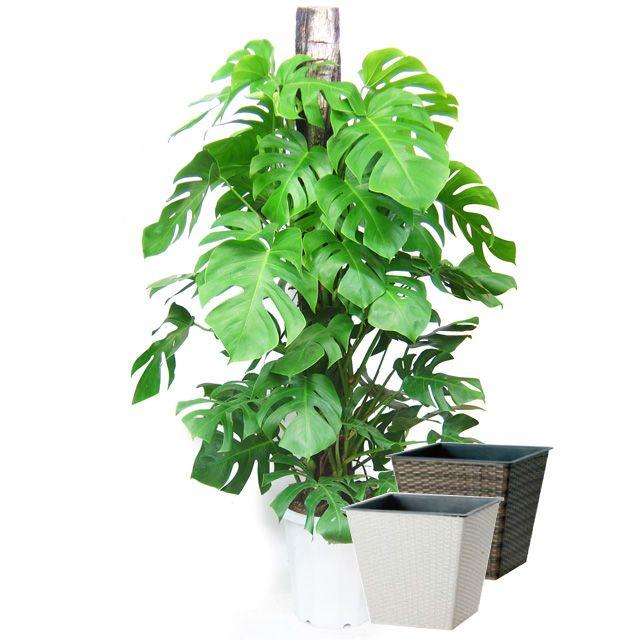 モンステラ ヘゴ仕立て10号サイズ ウィッカーポット 鉢カバー 付き Maydayhoustonlaw Com
