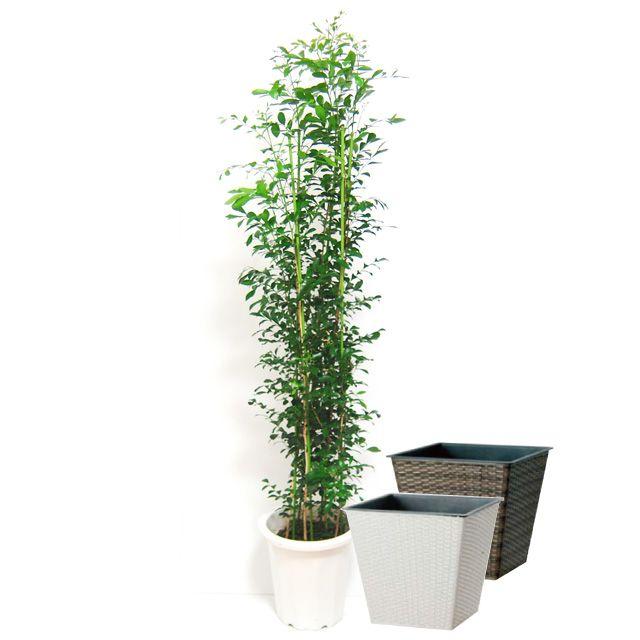 シルクジャスミン ゲッキツ 10号サイズ ウィッカーポット 鉢カバー 付き Prettyfunnyballoons Com