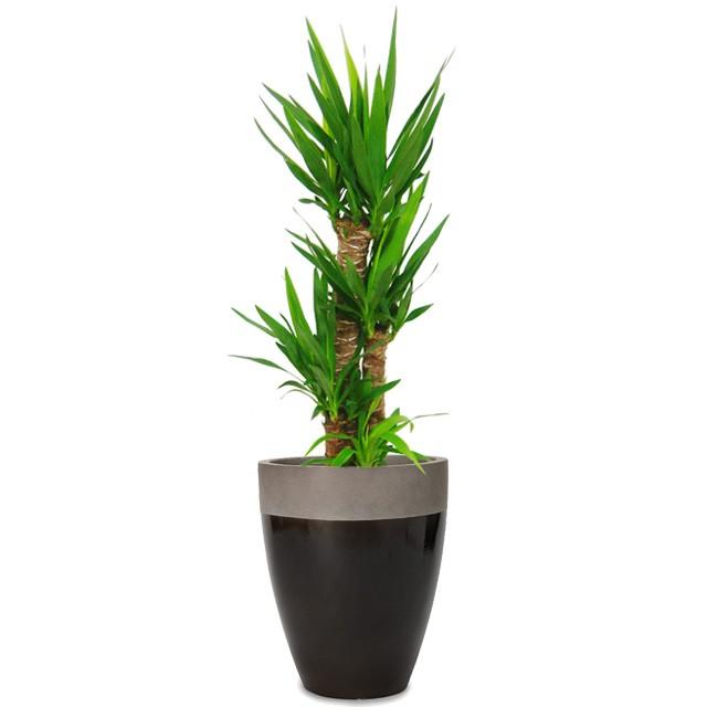 ユッカ・エレファンティペス 8号 カプリ ツートーン M 36