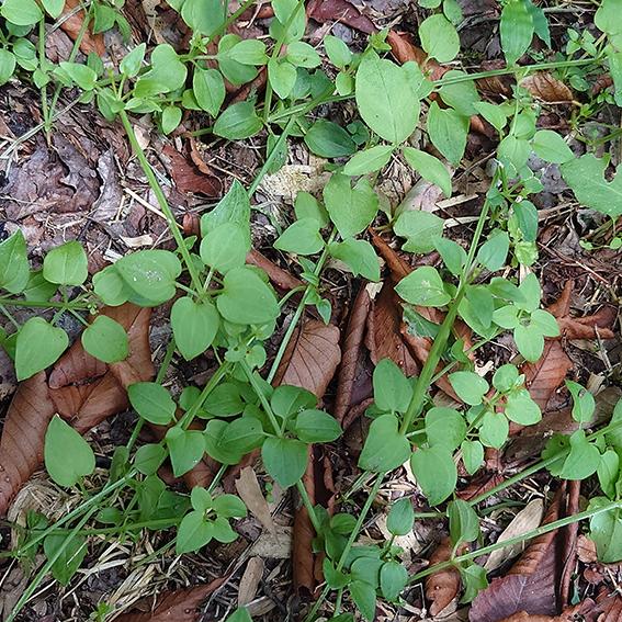 ニホンアカネ（日本茜） 30g ◆ 草木染（材料）天然・草木染植物染料 |  | 03